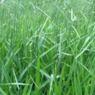 Signal Grass Uncoated Seed